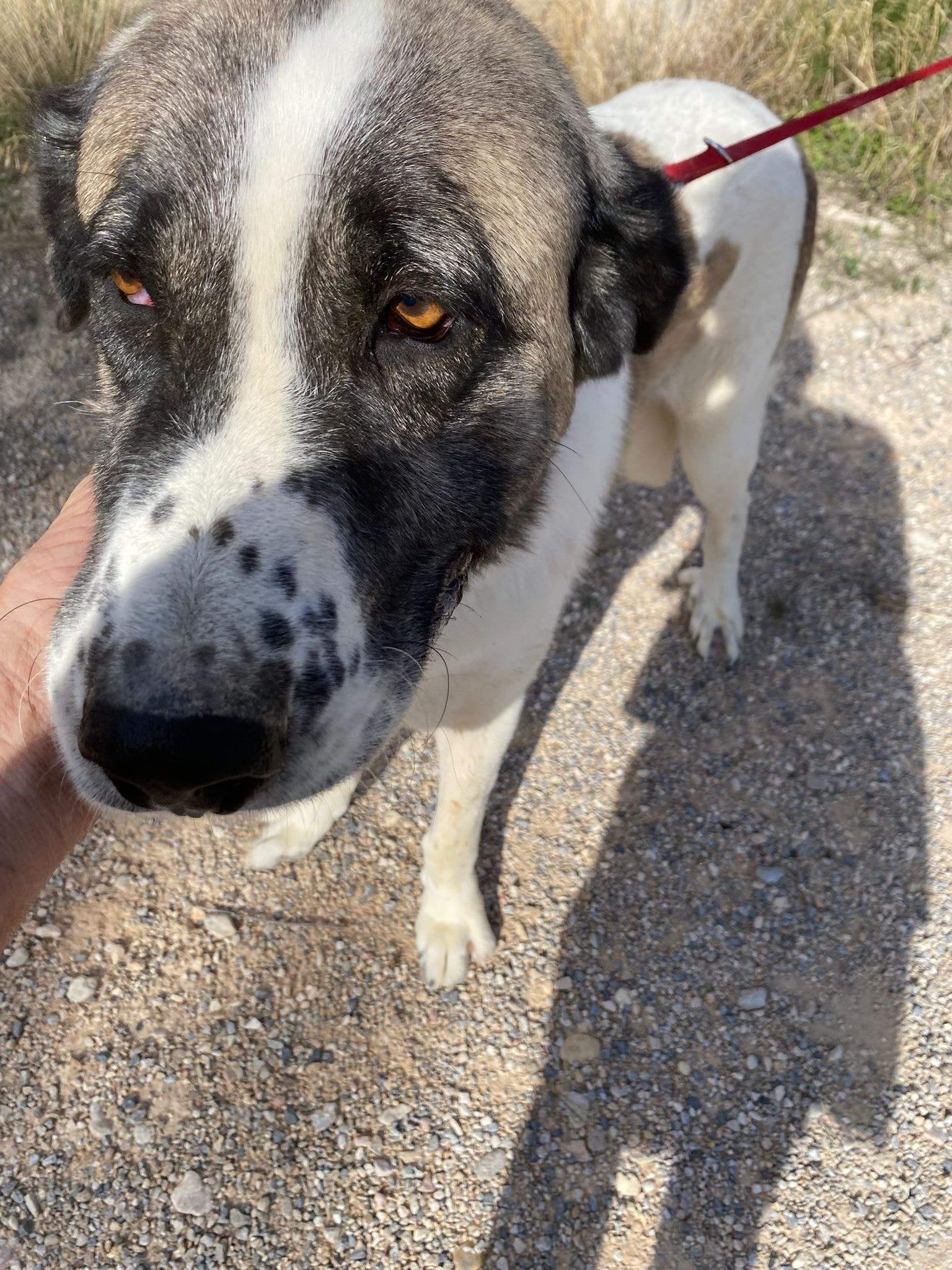 stan-the-man_1152232010450419