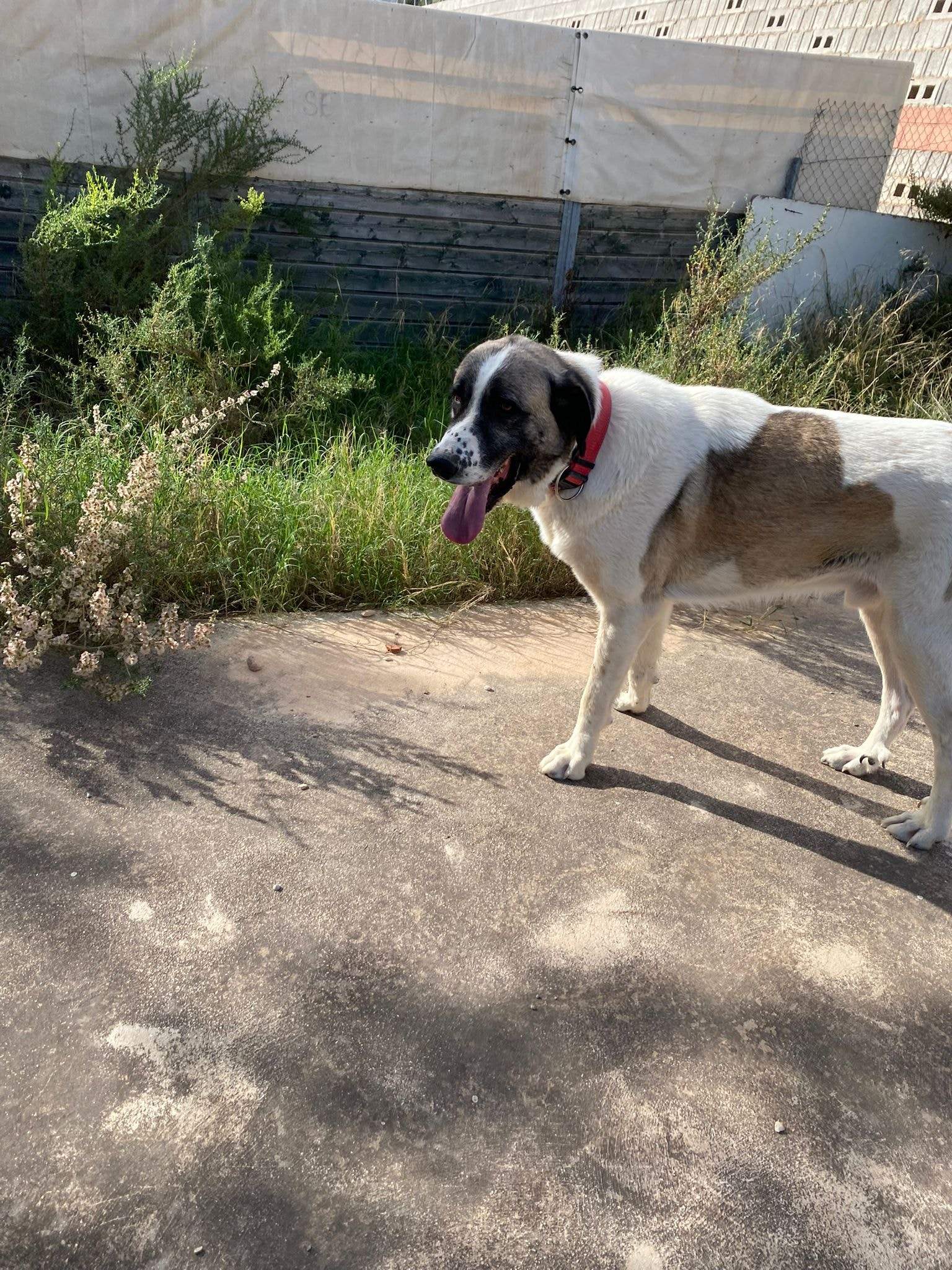 stan-the-man_1152232190450401