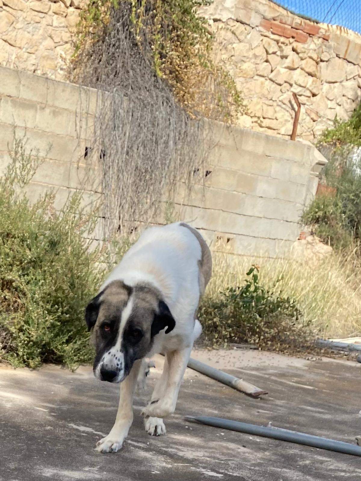 stan-the-man_1152232223783731