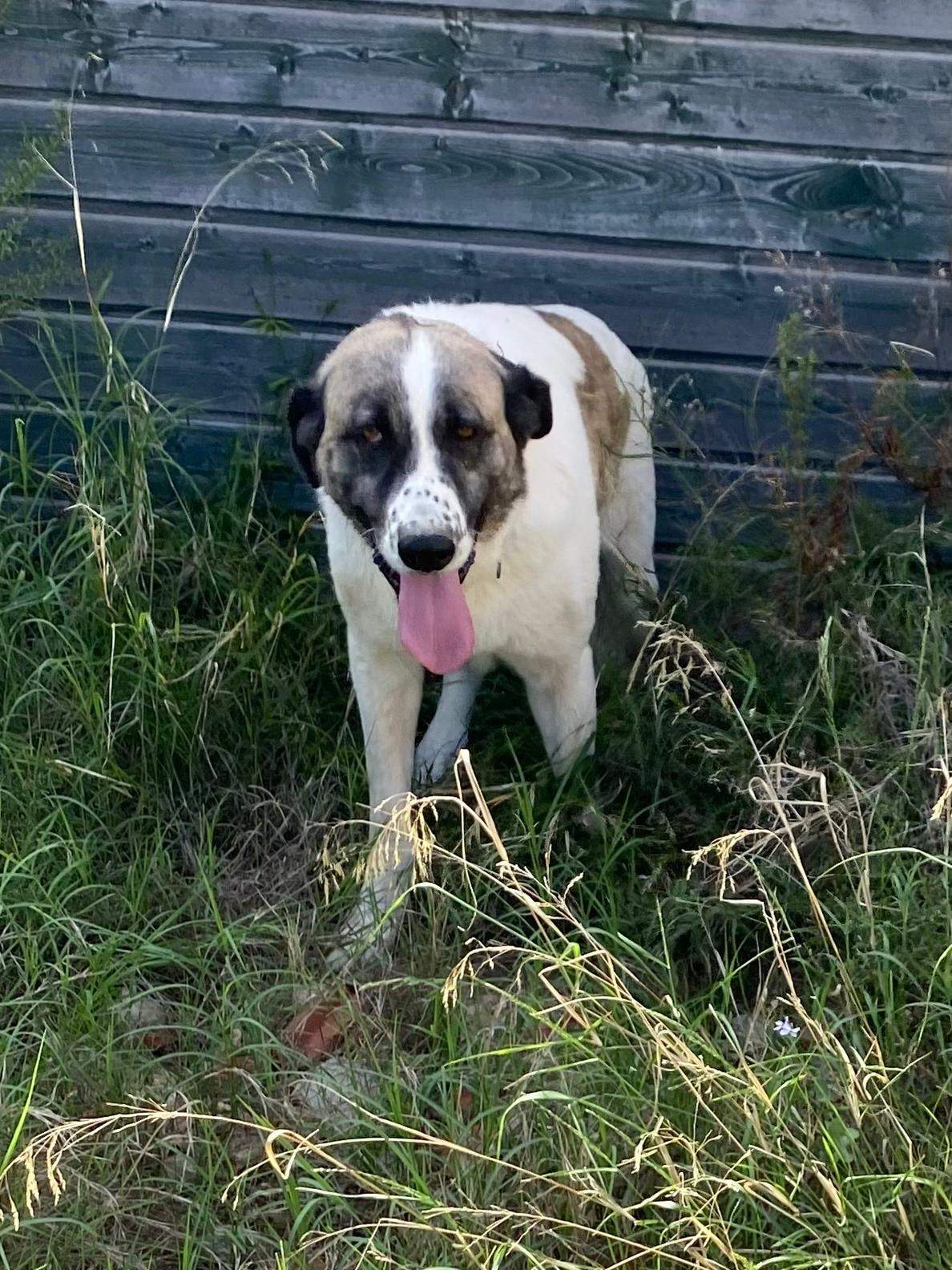 stan-the-man_1152232273783726