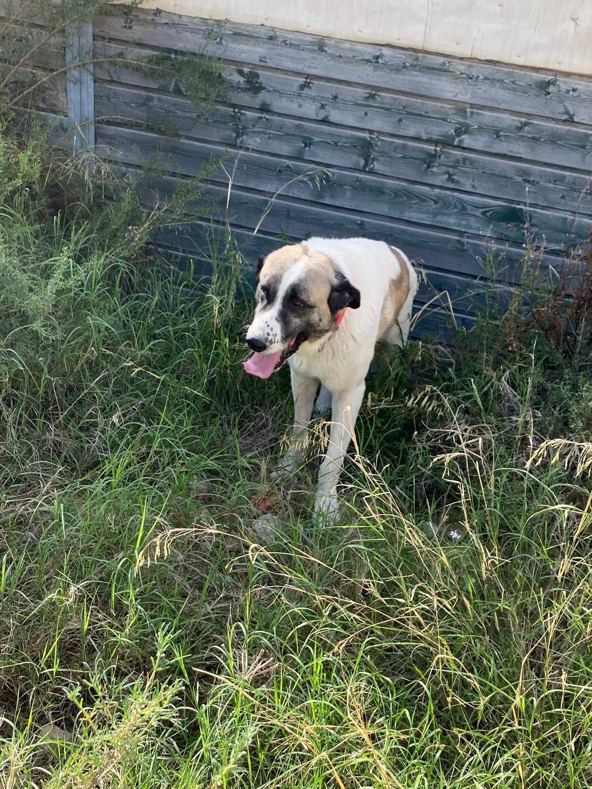 stan-the-man_1152232297117057