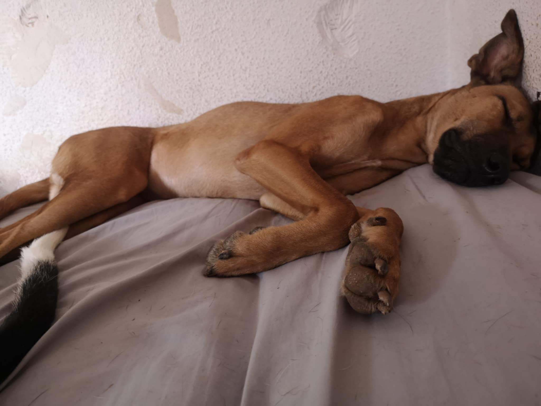 tere-the-puppy_1073313838342237