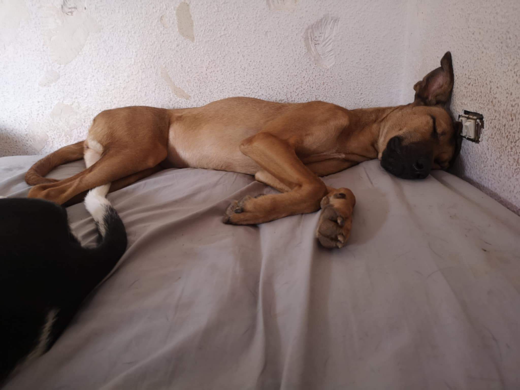tere-the-puppy_1073313845008903