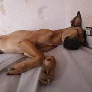 tere-the-puppy_1073313851675569