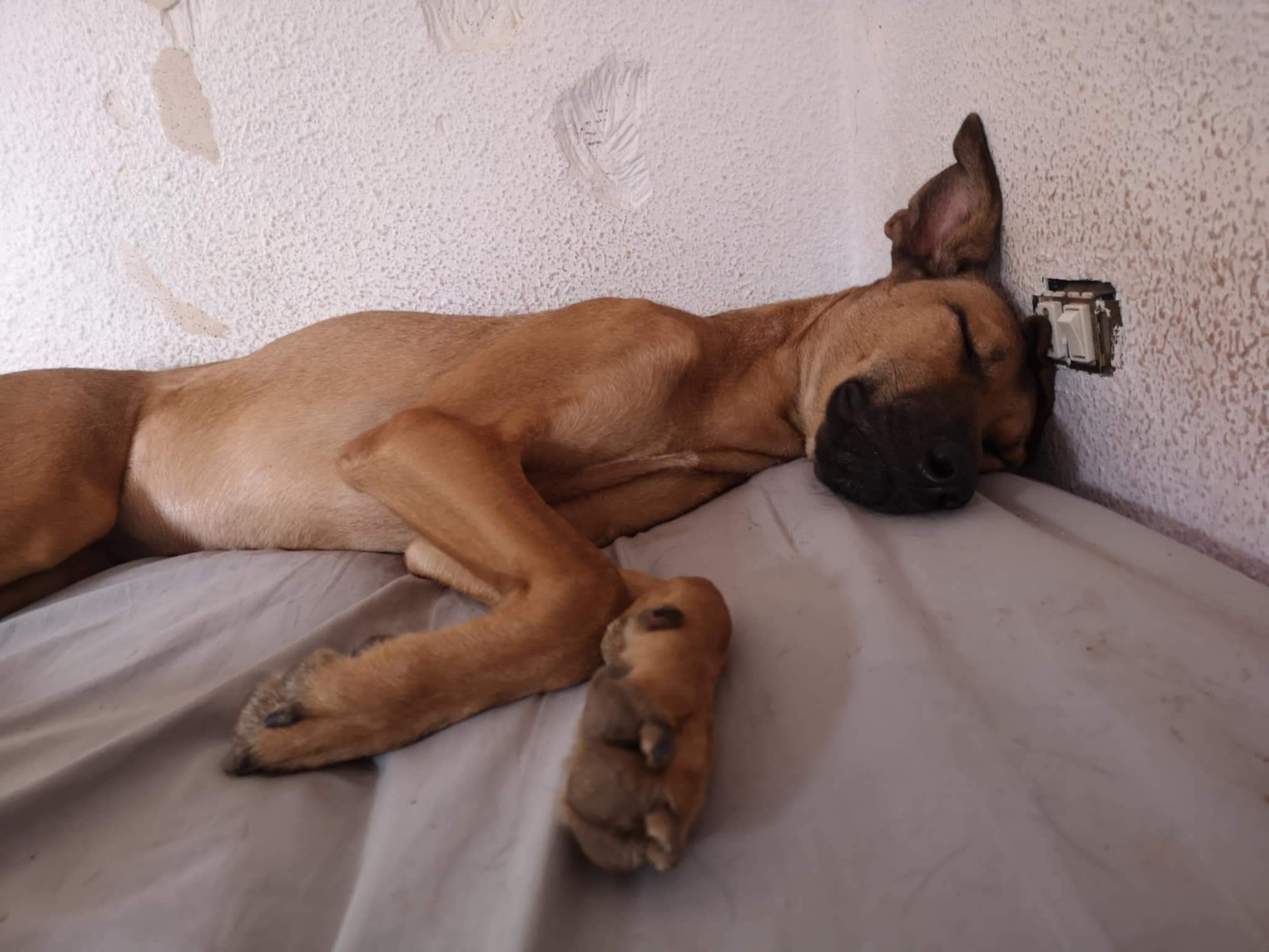 tere-the-puppy_1073313851675569