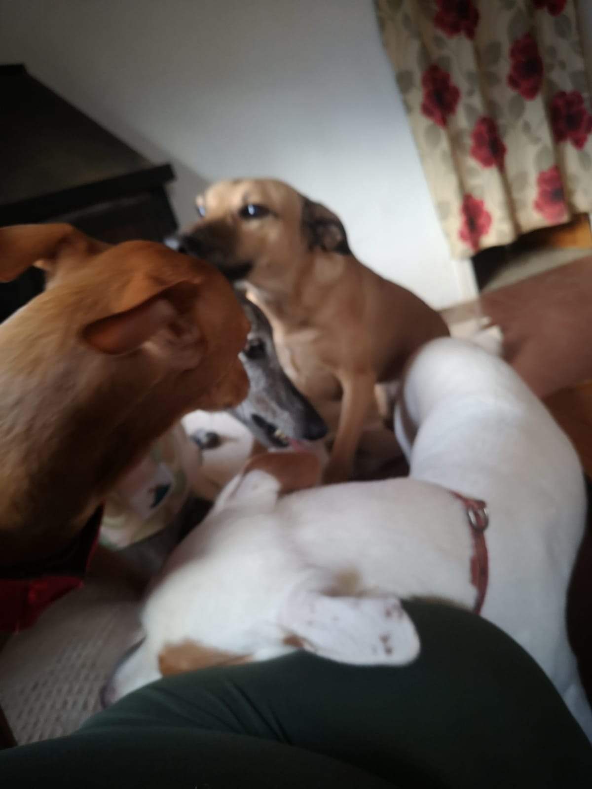 tere-the-puppy_1166275045712782