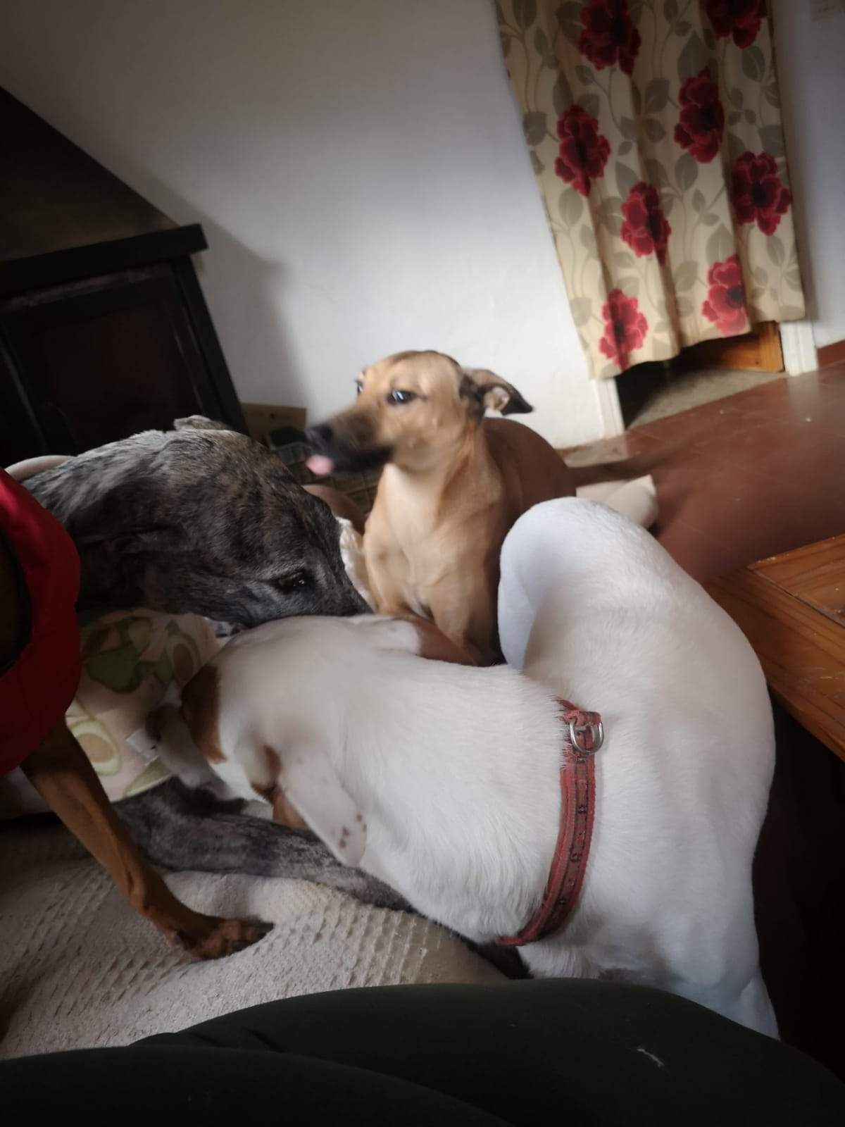 tere-the-puppy_1166275079046112