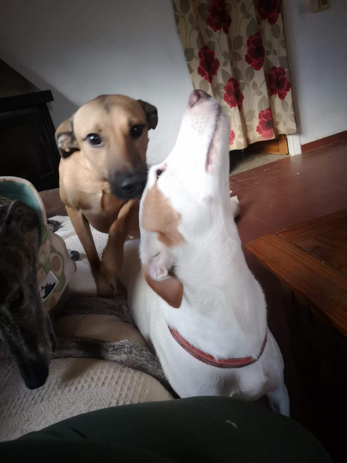 tere-the-puppy_1166275105712776