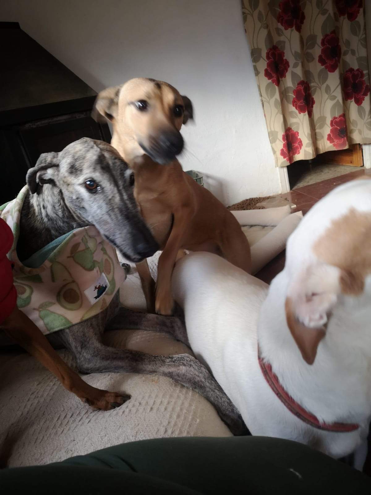 tere-the-puppy_1166275135712773