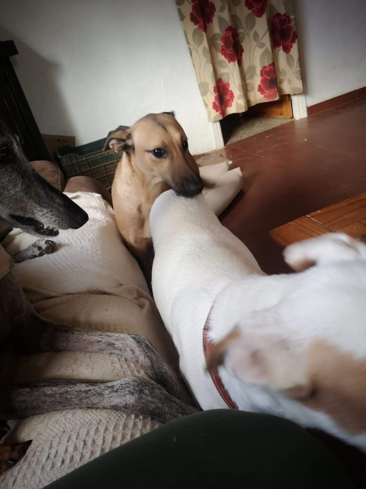 tere-the-puppy_1166275169046103