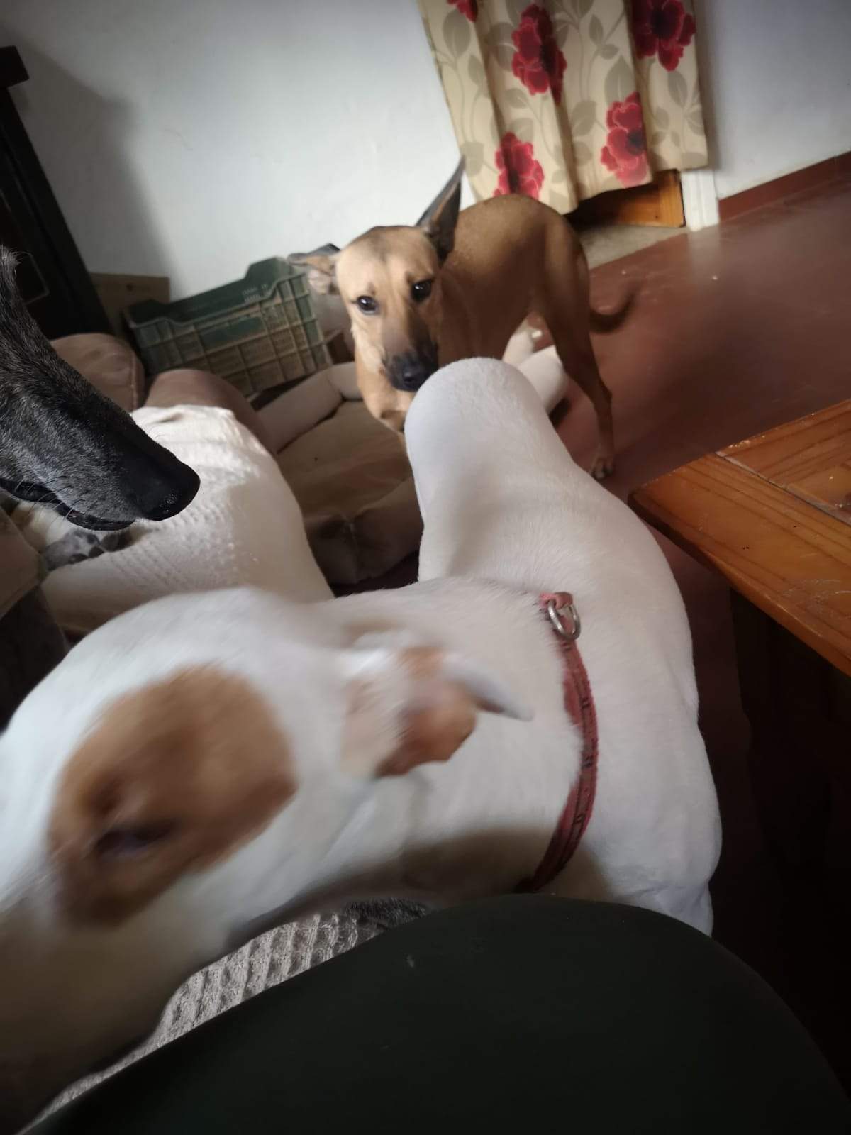 tere-the-puppy_1166275199046100