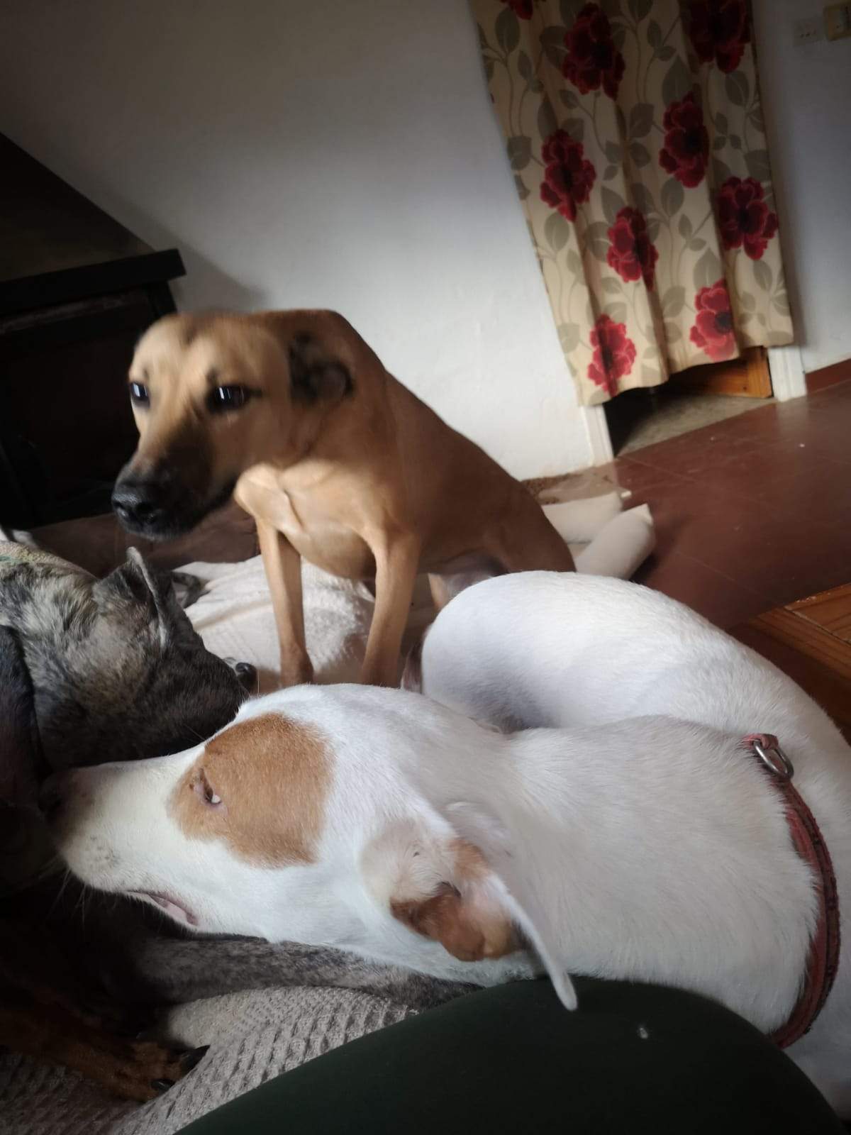 tere-the-puppy_1166275242379429