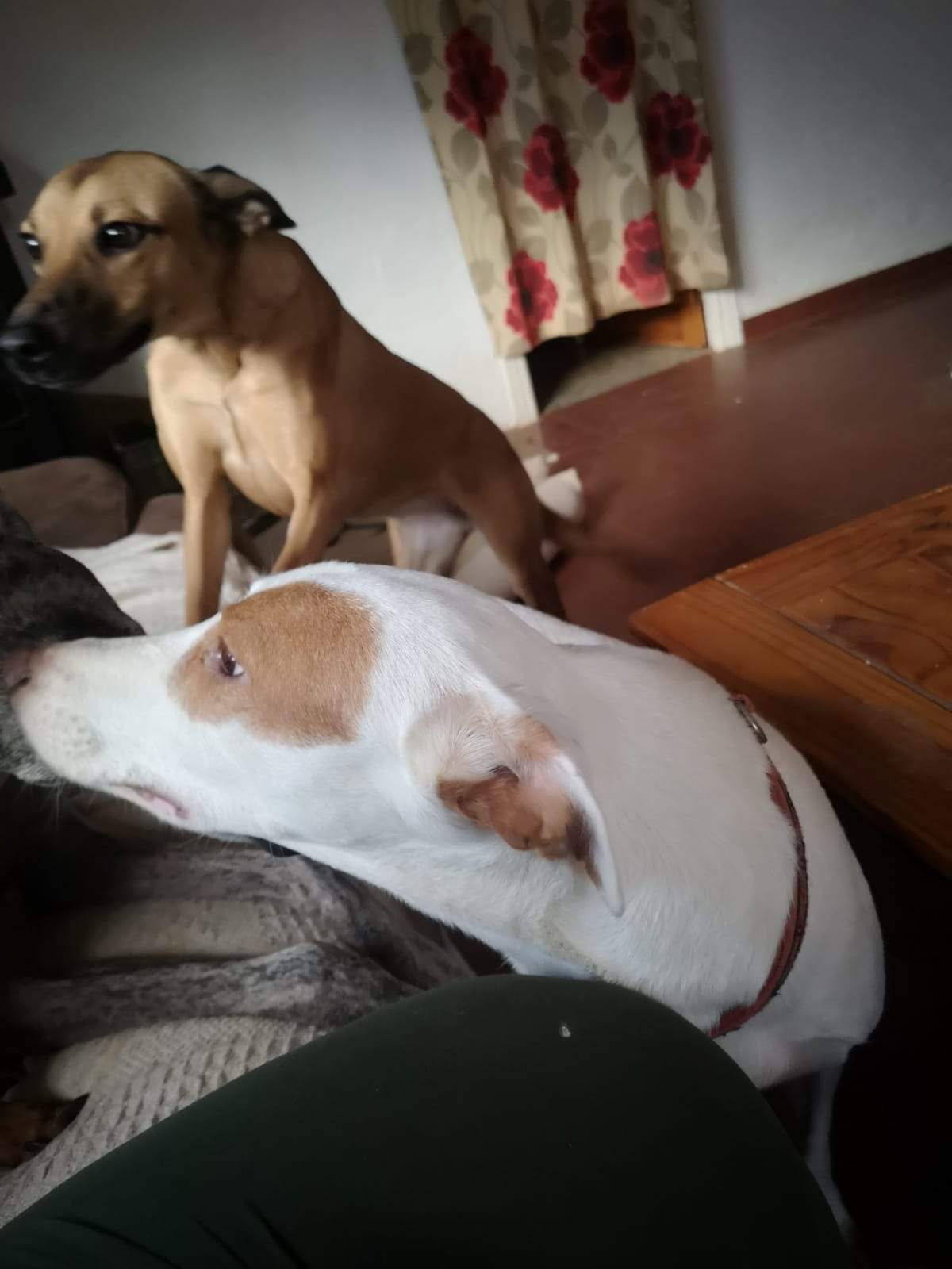 tere-the-puppy_1166275289046091