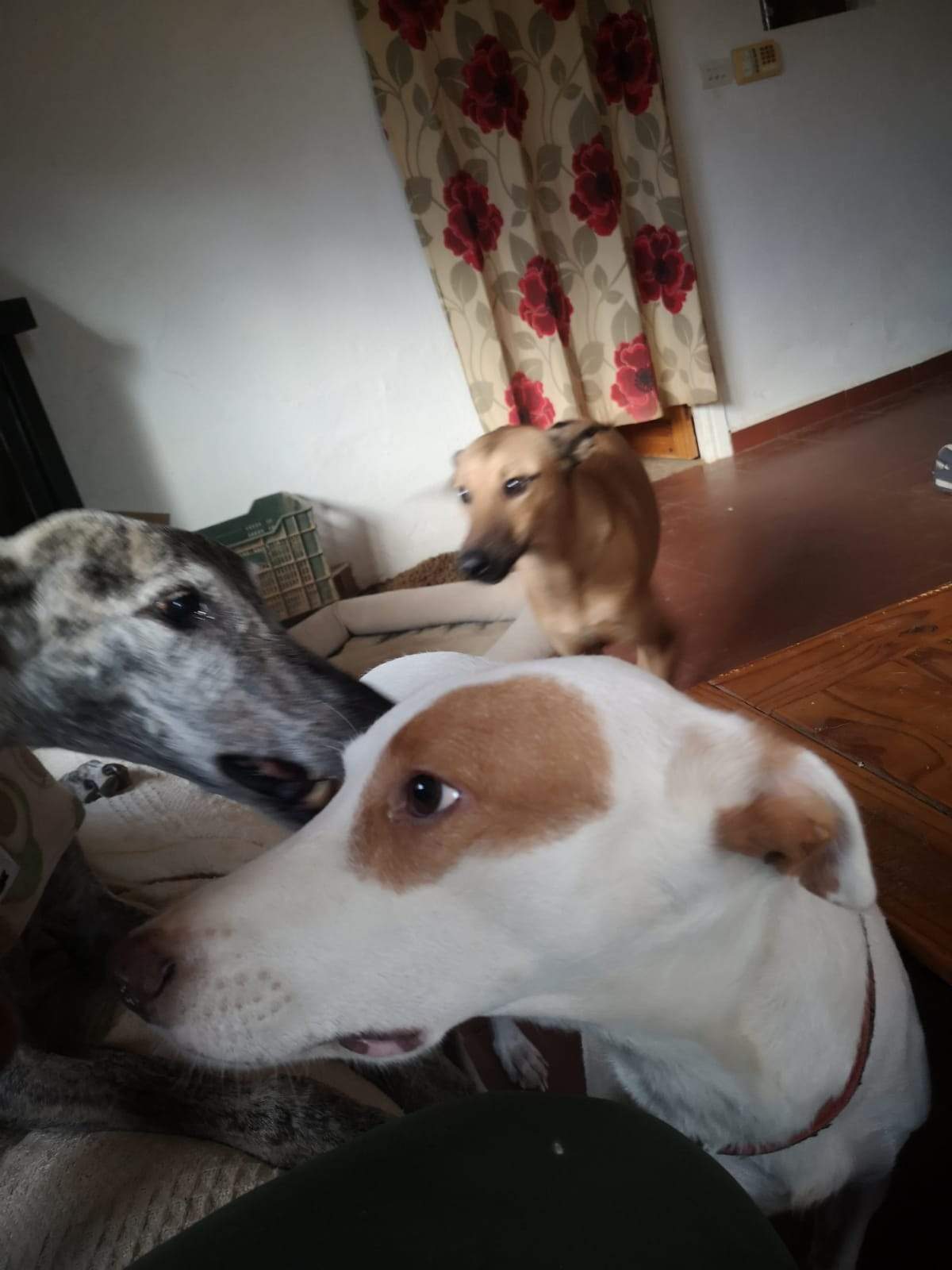 tere-the-puppy_1166275332379420