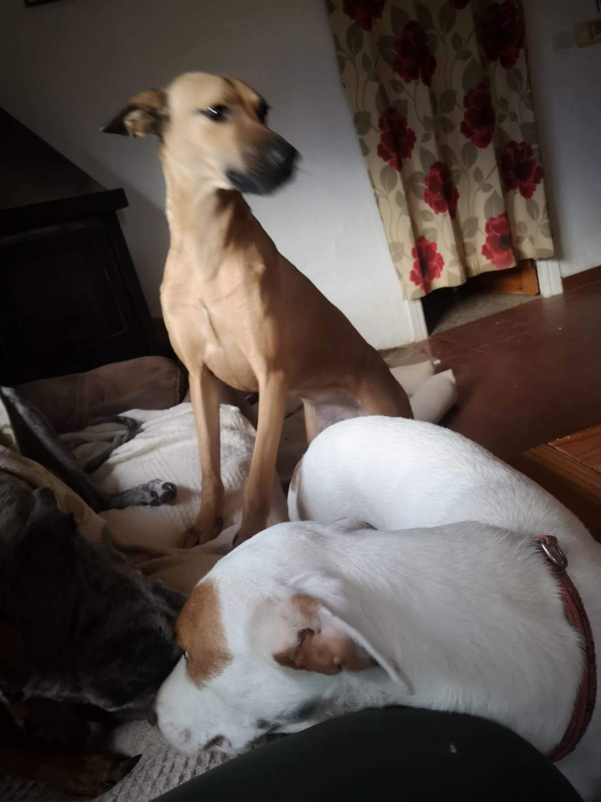 tere-the-puppy_1166275362379417