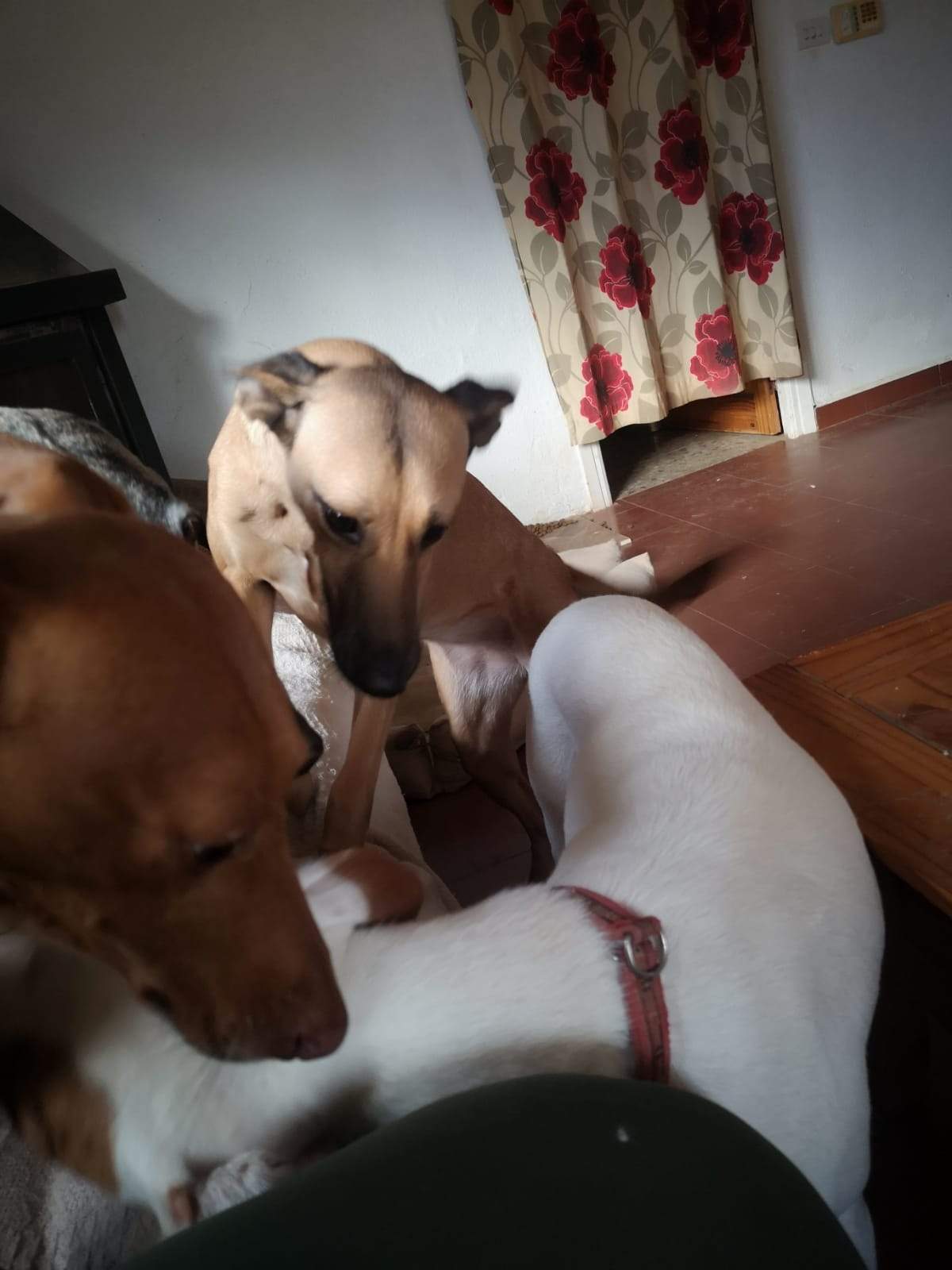 tere-the-puppy_1166275402379413