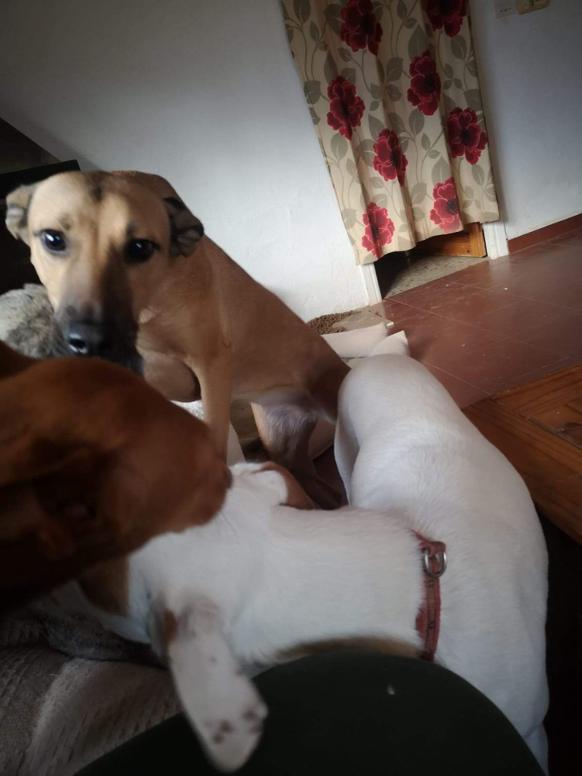 tere-the-puppy_1166275455712741