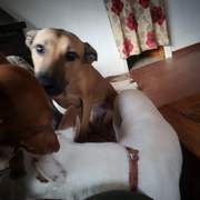 tere-the-puppy_1166275502379403