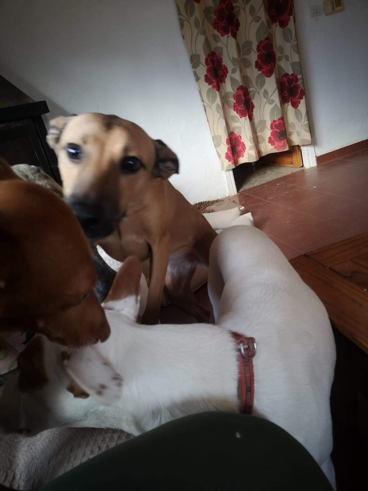 tere-the-puppy_1166275502379403