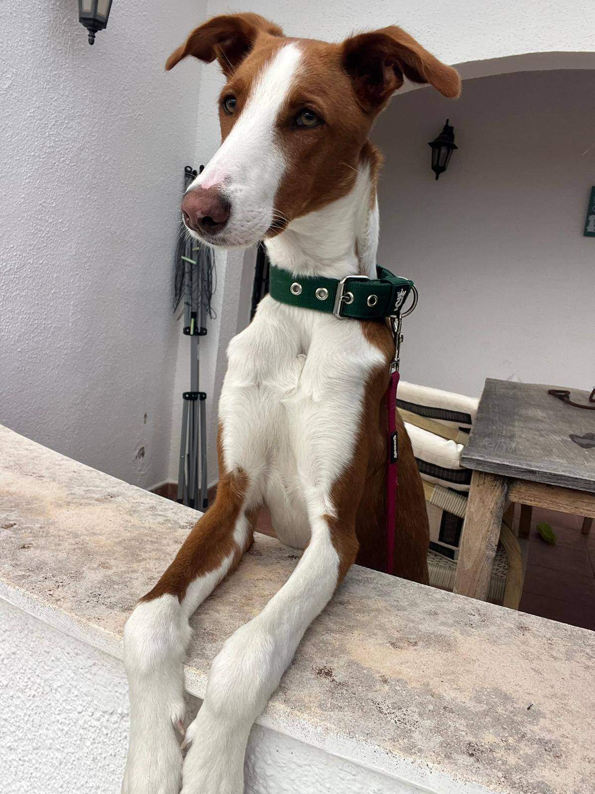 tom_1269802675360018