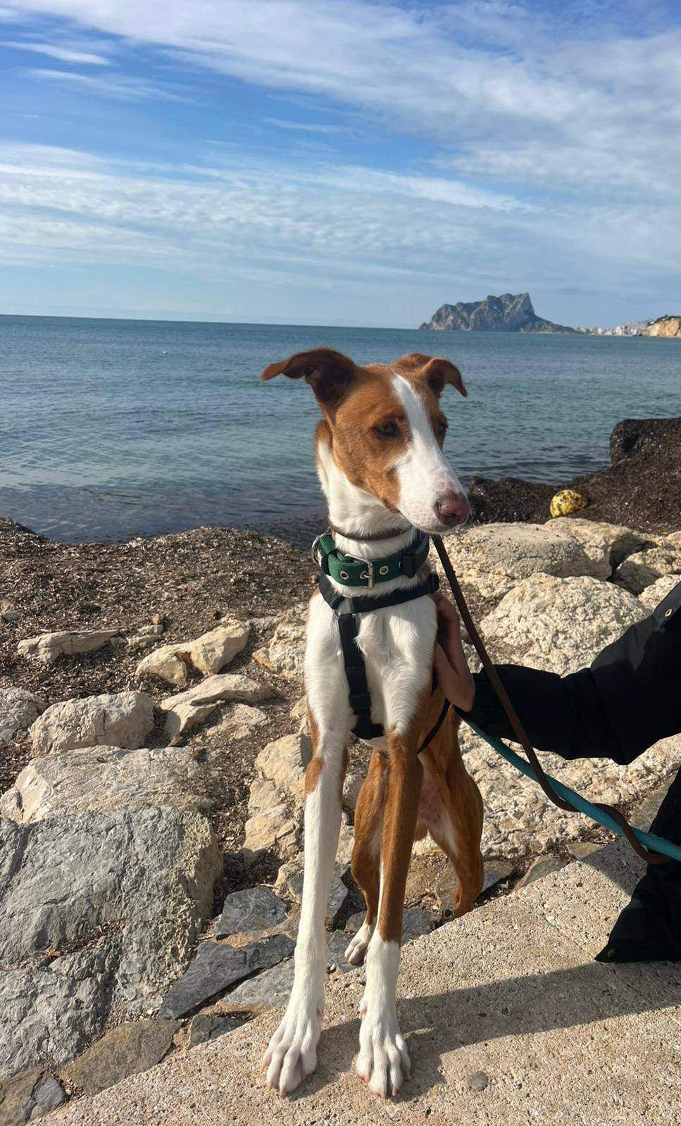 tom_1269802728693346