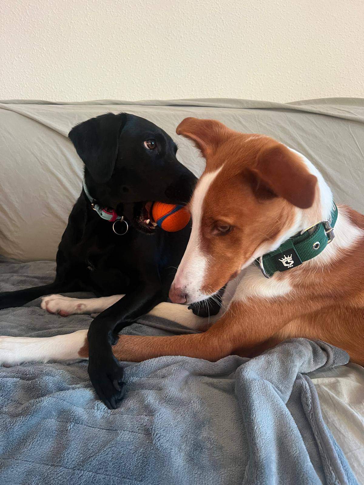 tom_1269802868693332