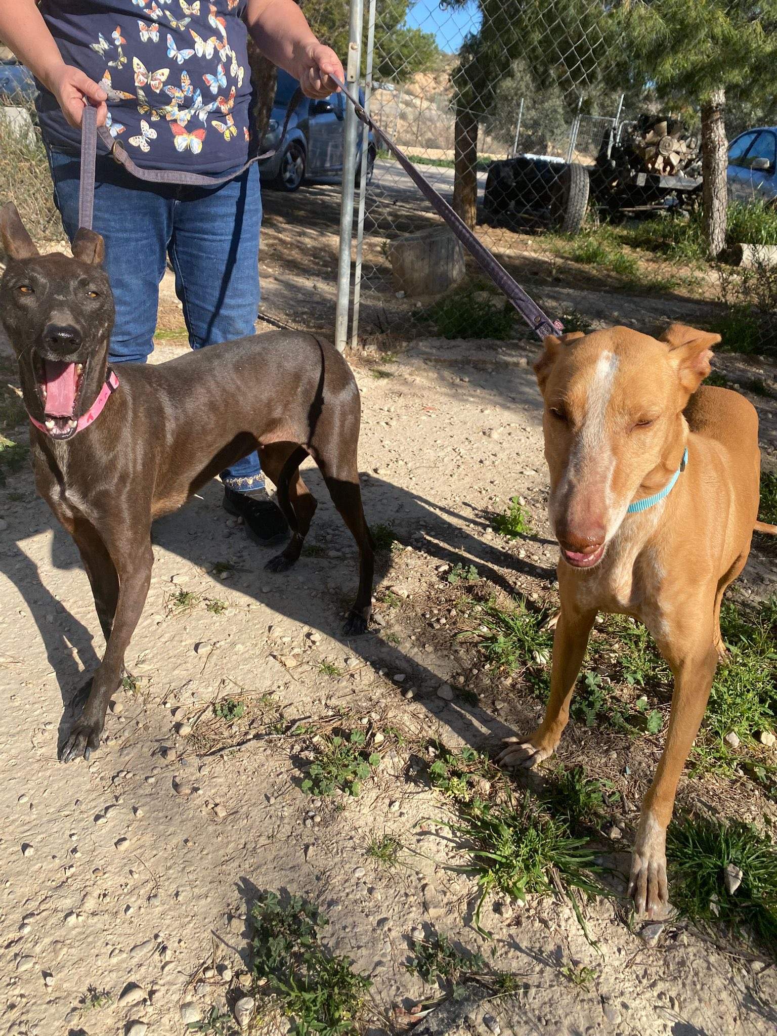 viva_1229871126019840