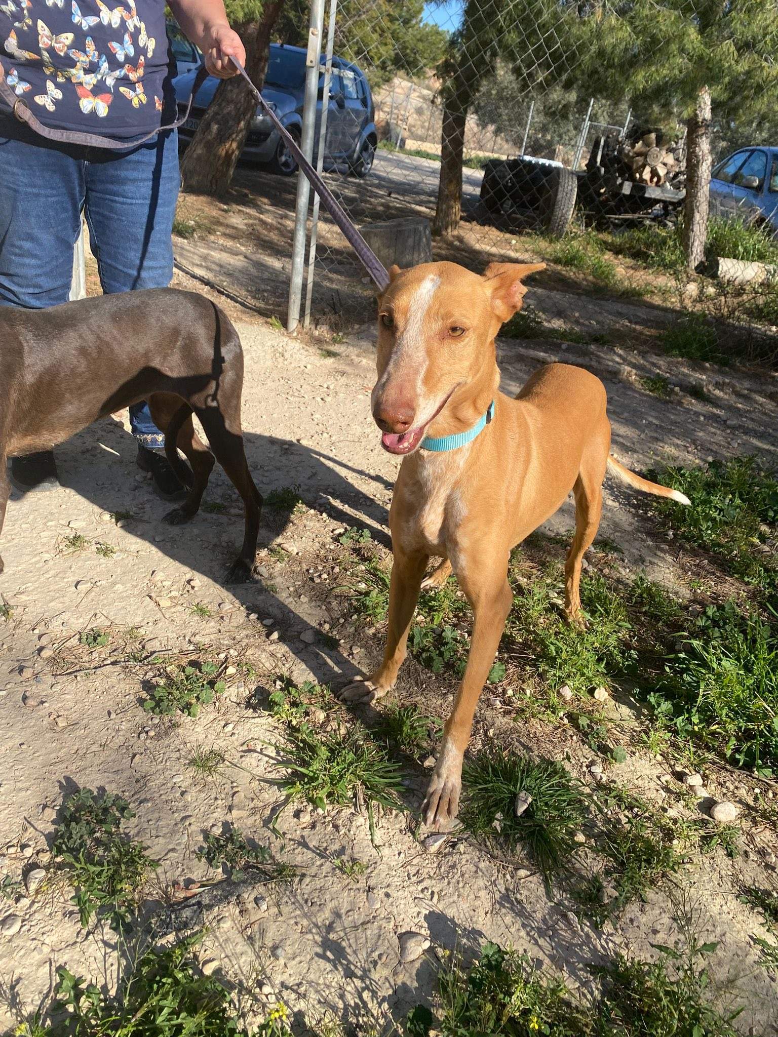 viva_1229871219353164