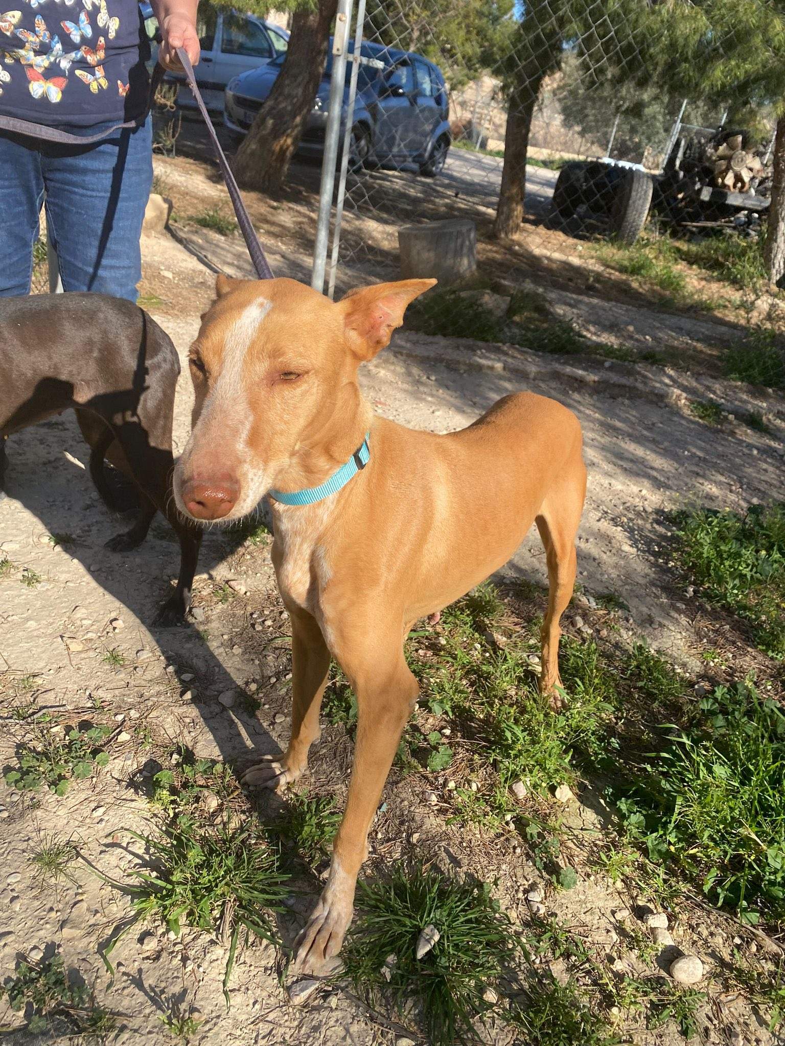 viva_1229871262686493