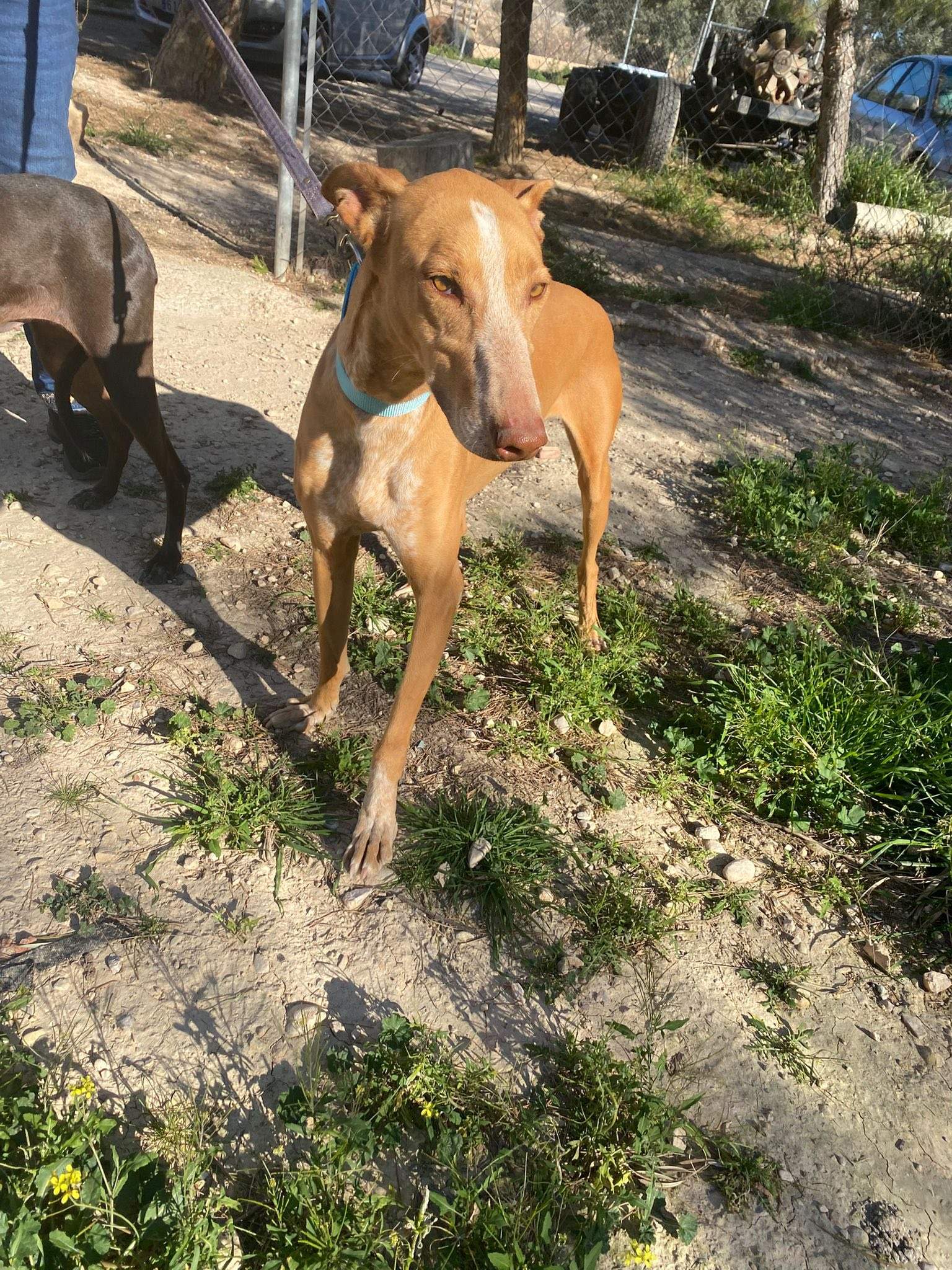 viva_1229871306019822