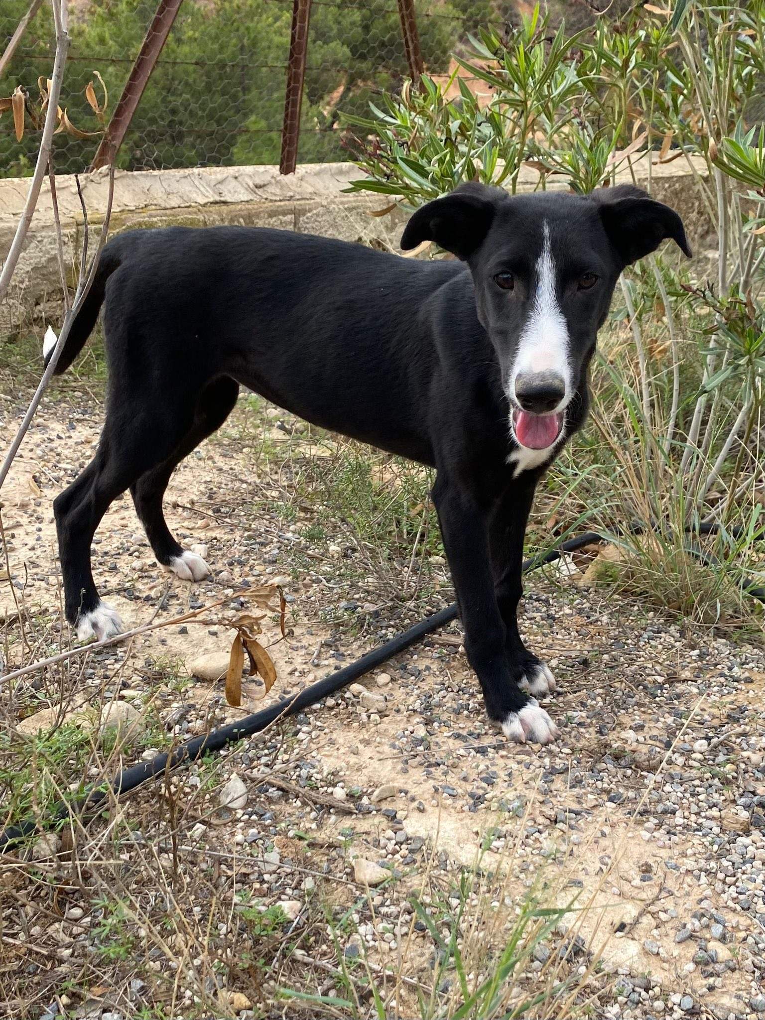 willow_1138079128532374