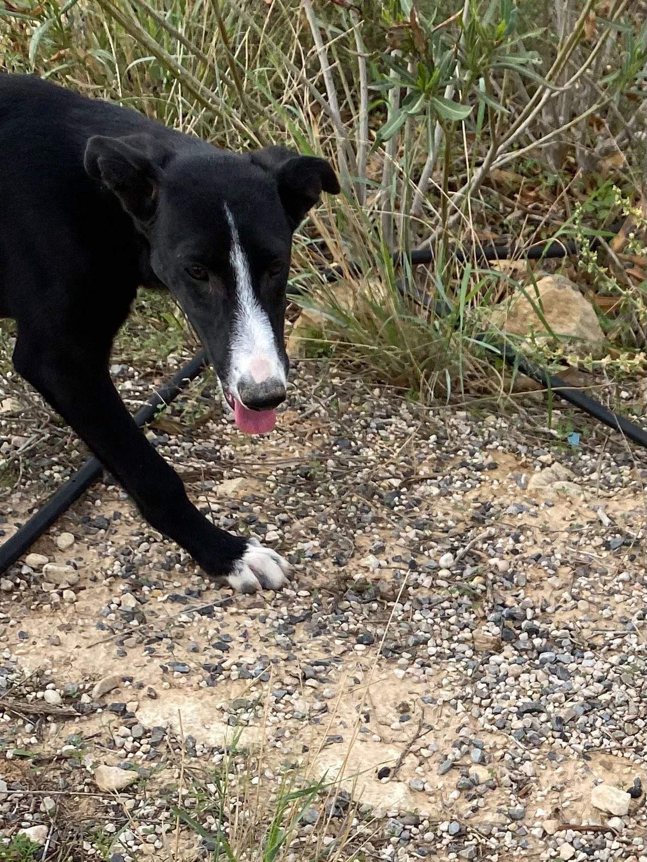 willow_1138079141865706