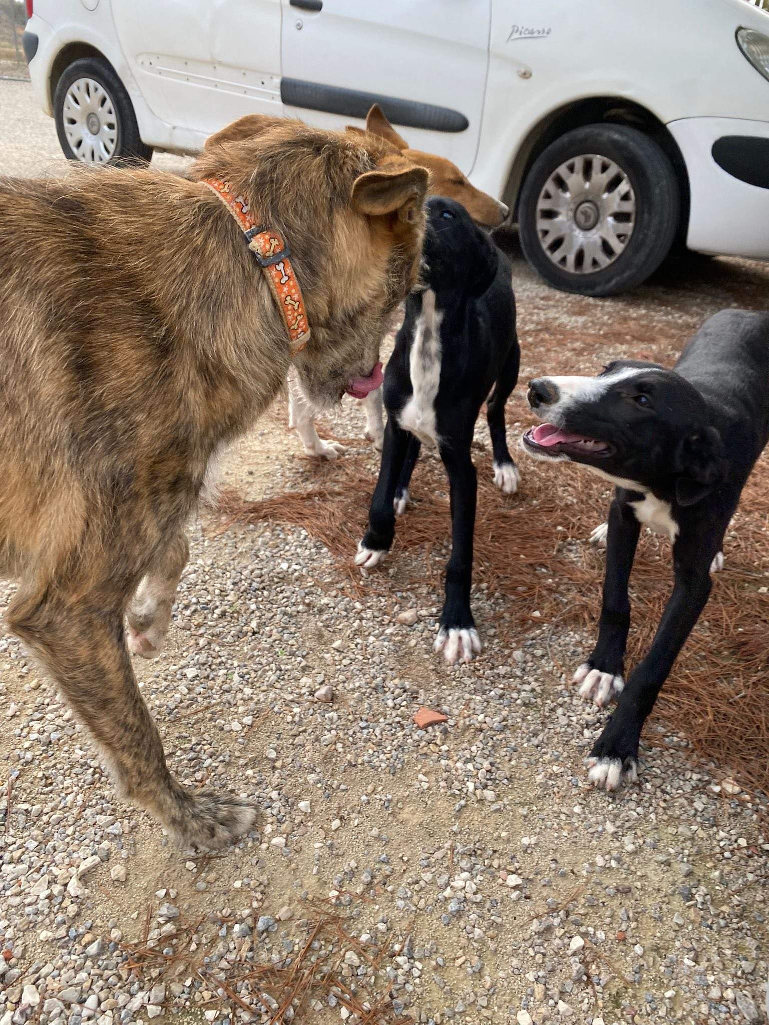 willow_1138079195199034