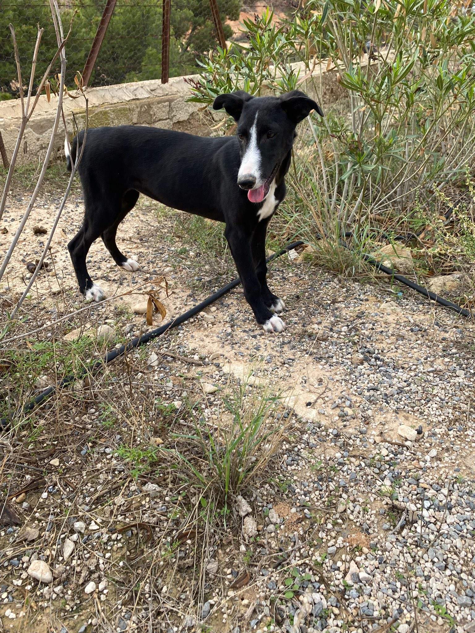 willow_1138079215199032