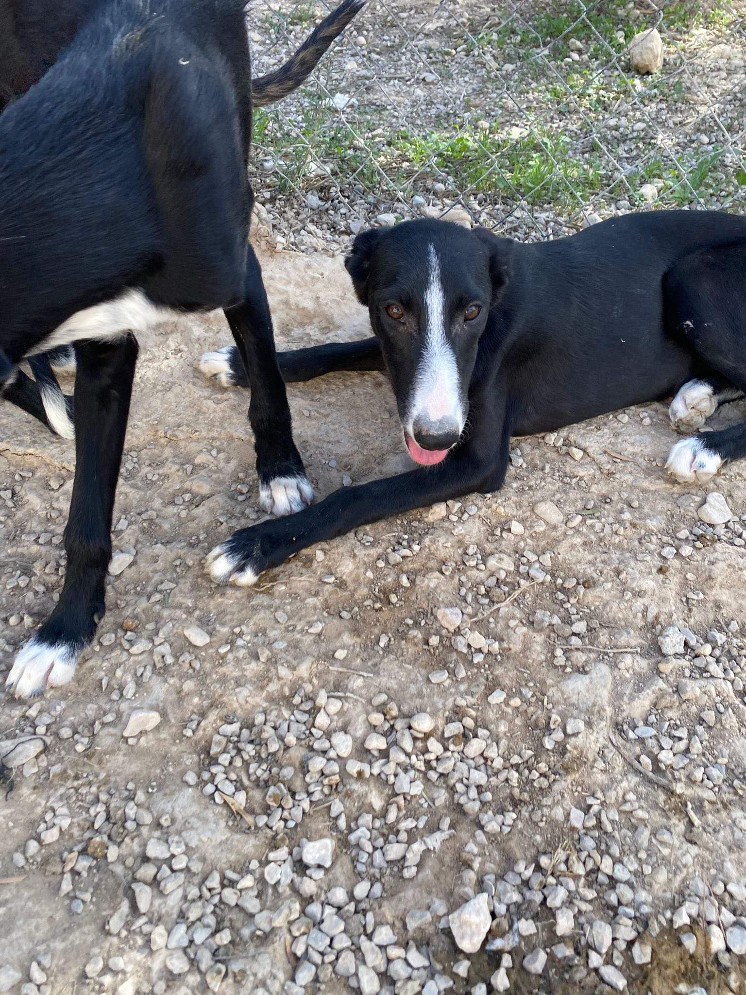 willow_1138088235198130