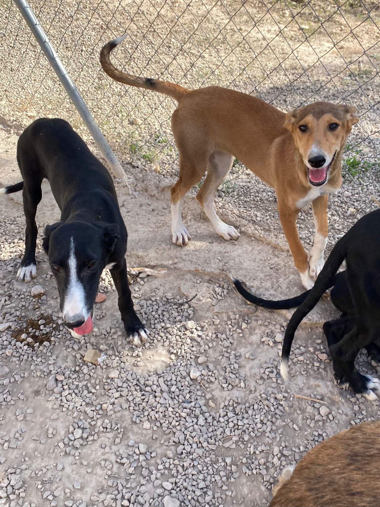 willow_1138088298531457