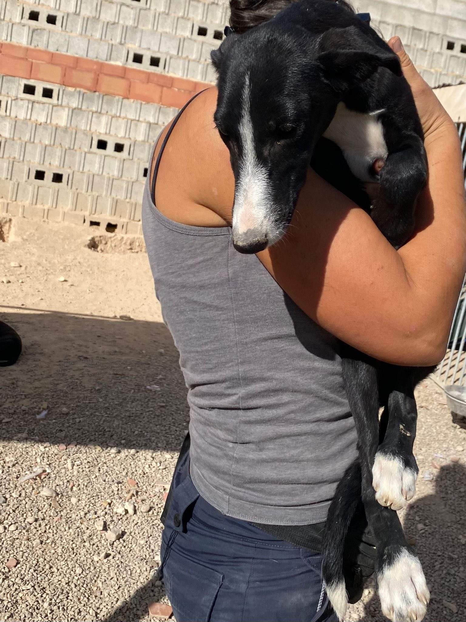 willow_1138088311864789