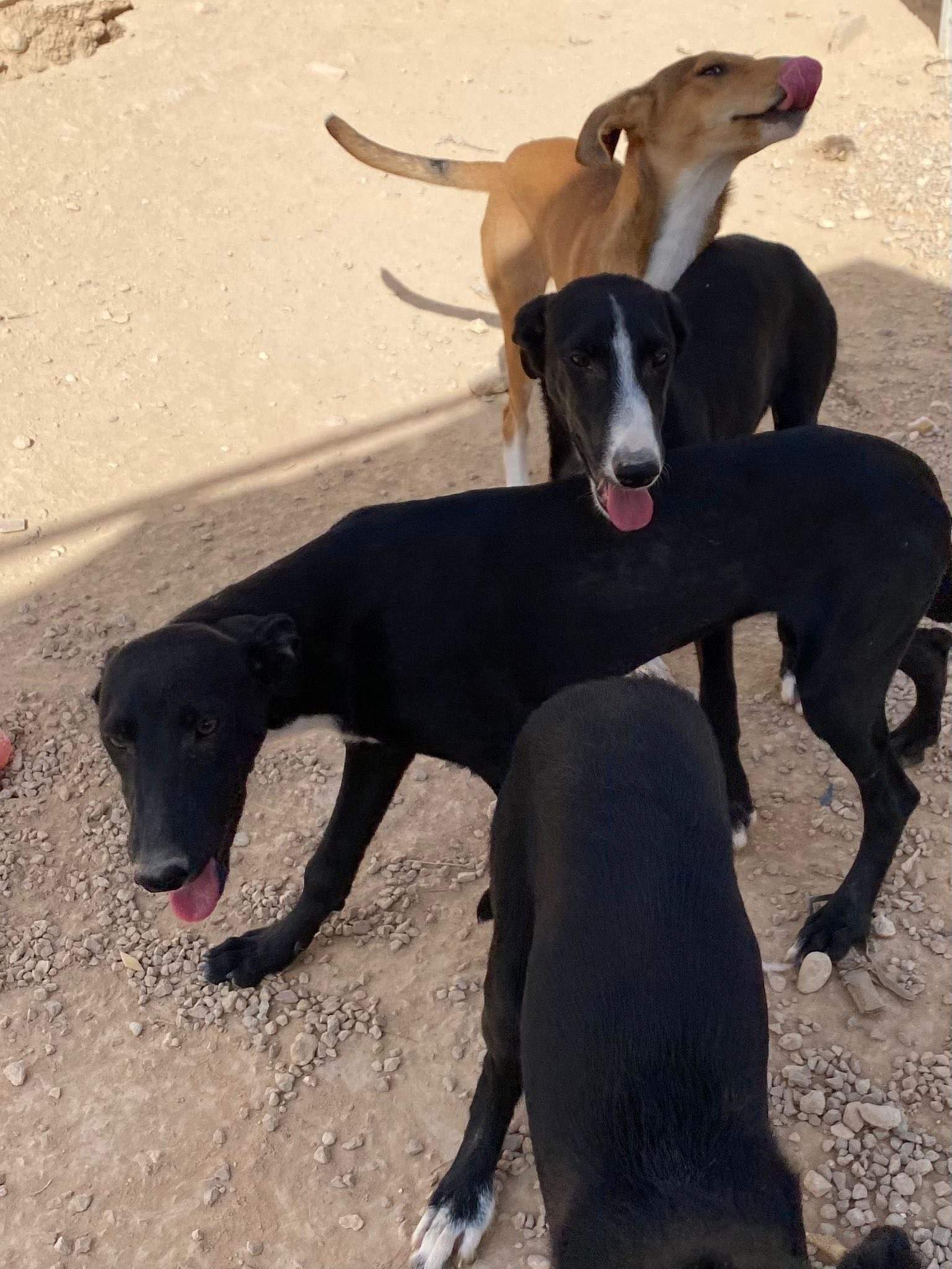 willow_1138088361864784