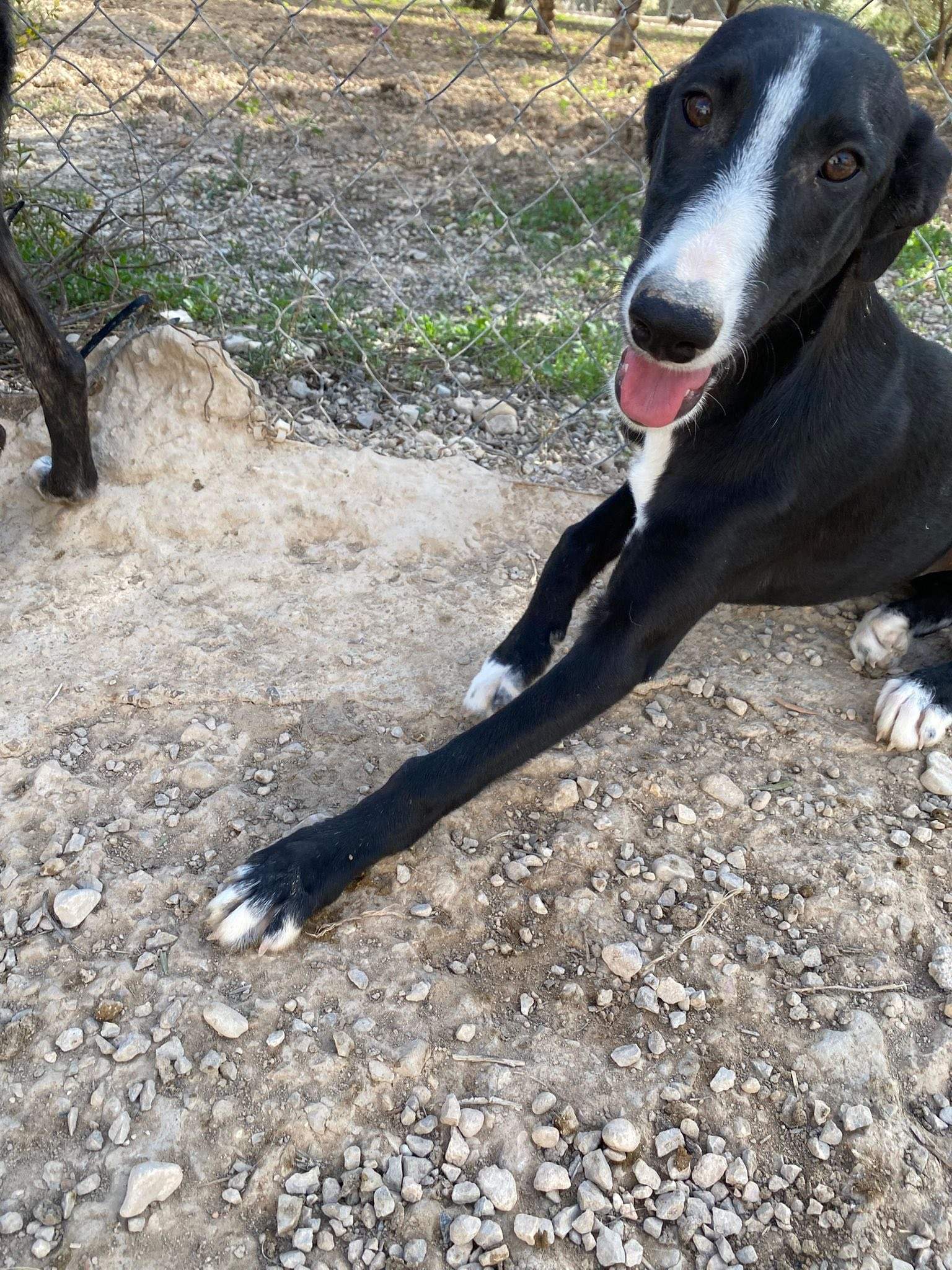 willow_1138088441864776