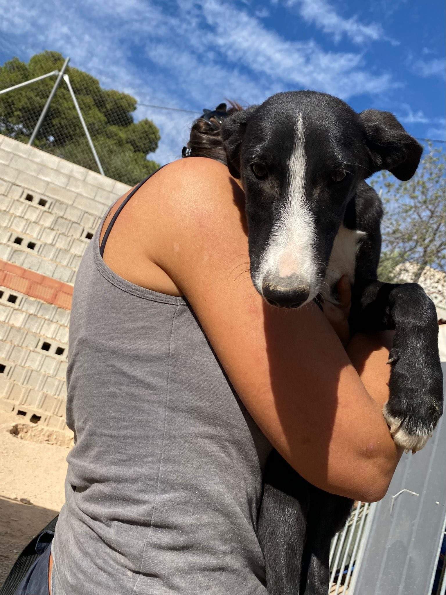 willow_1138088451864775