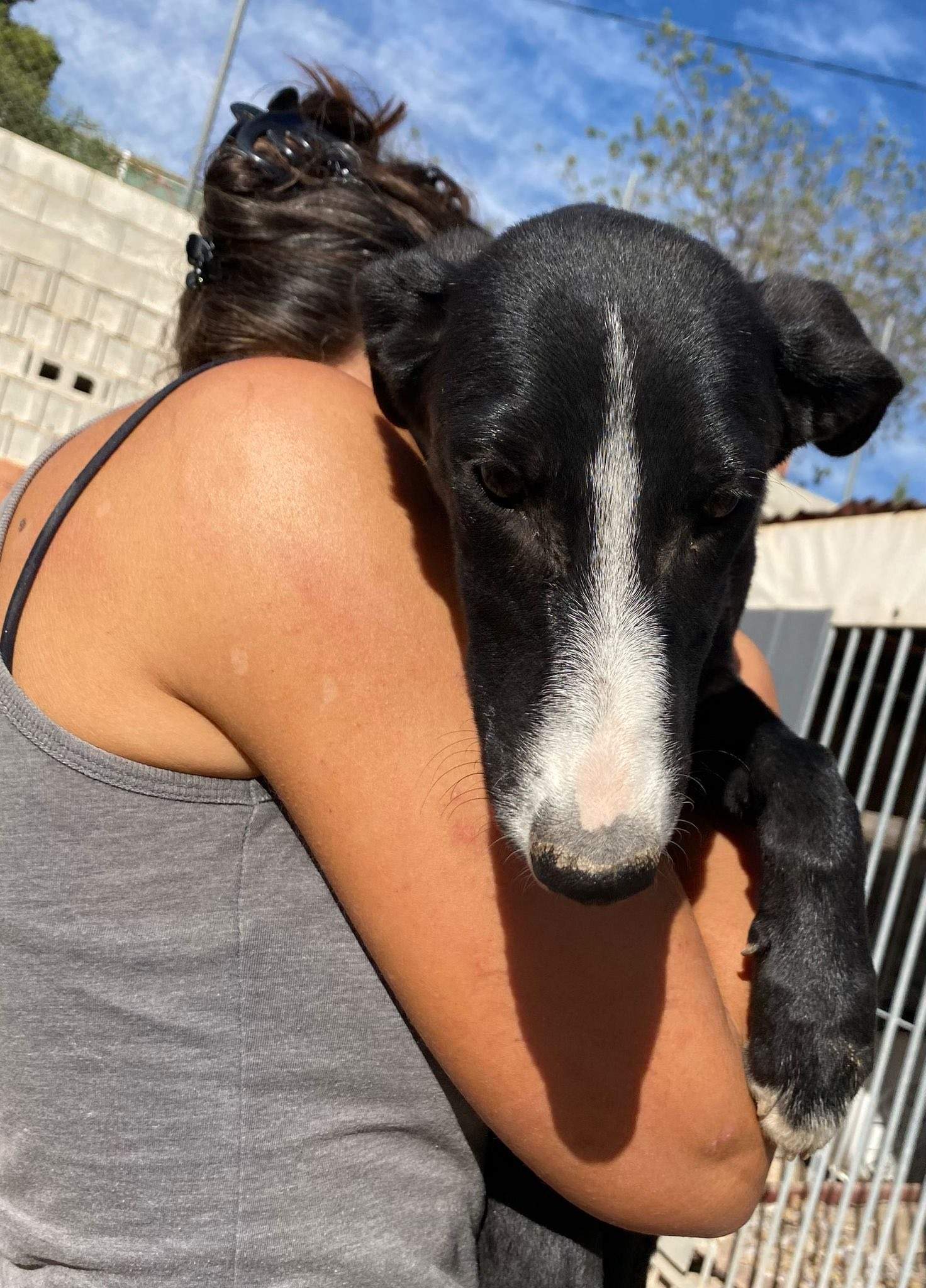 willow_1138088508531436