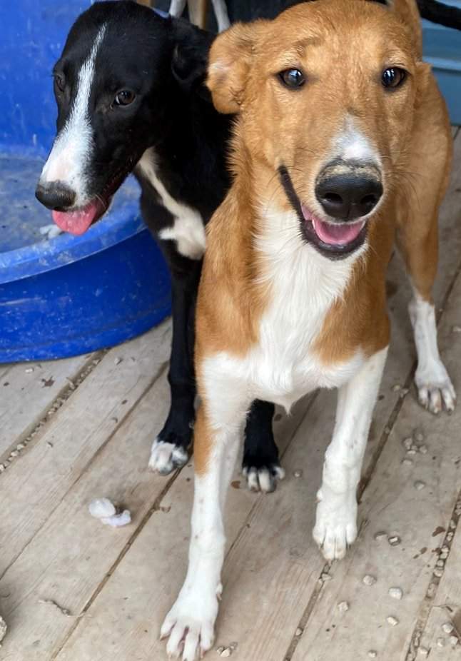 willow_1152224497117837