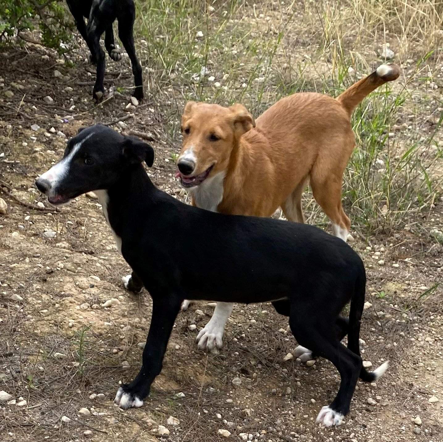 willow_1152224530451167