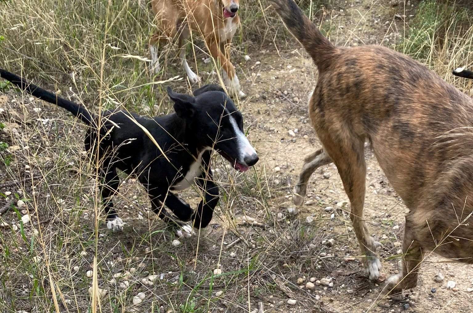 willow_1152224537117833