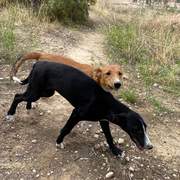 willow_1152224577117829