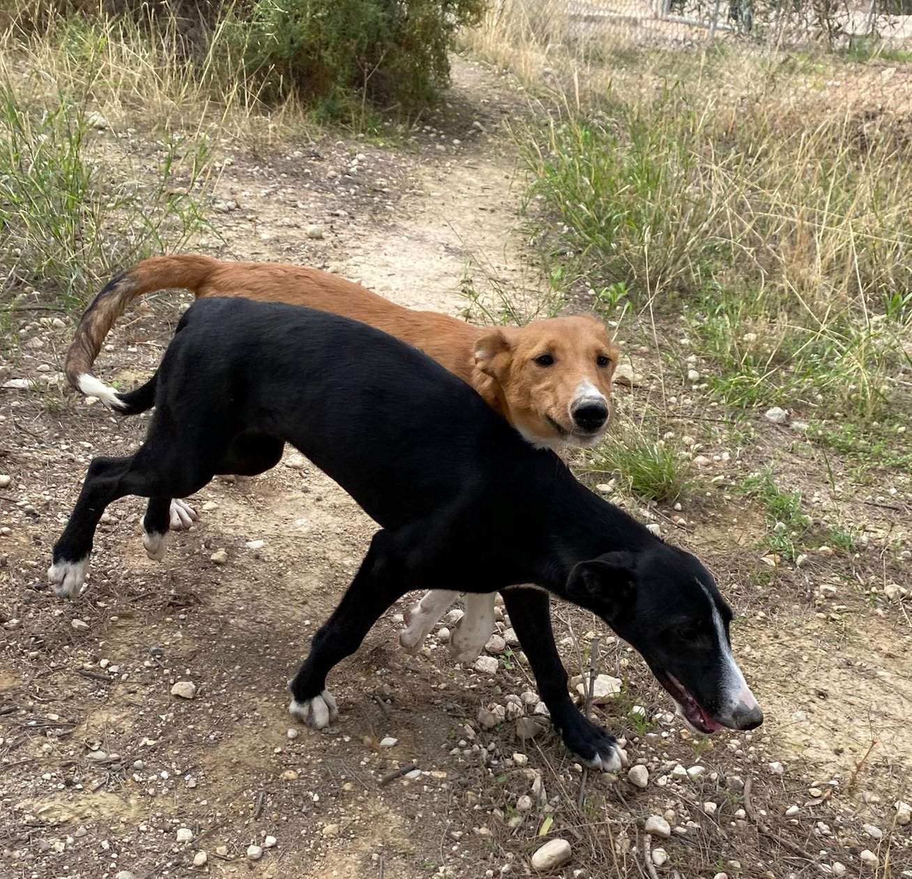 willow_1152224577117829