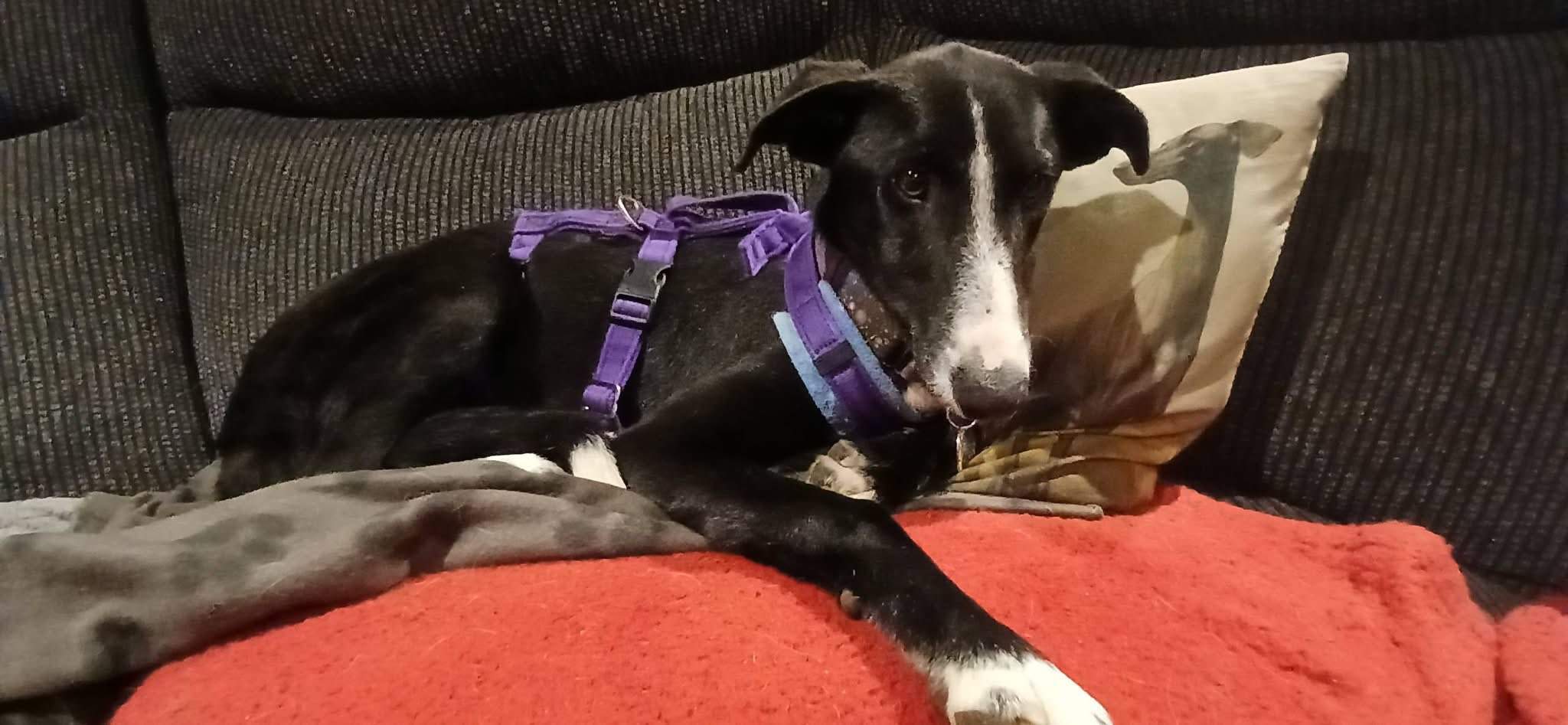 willow_1201568395516780