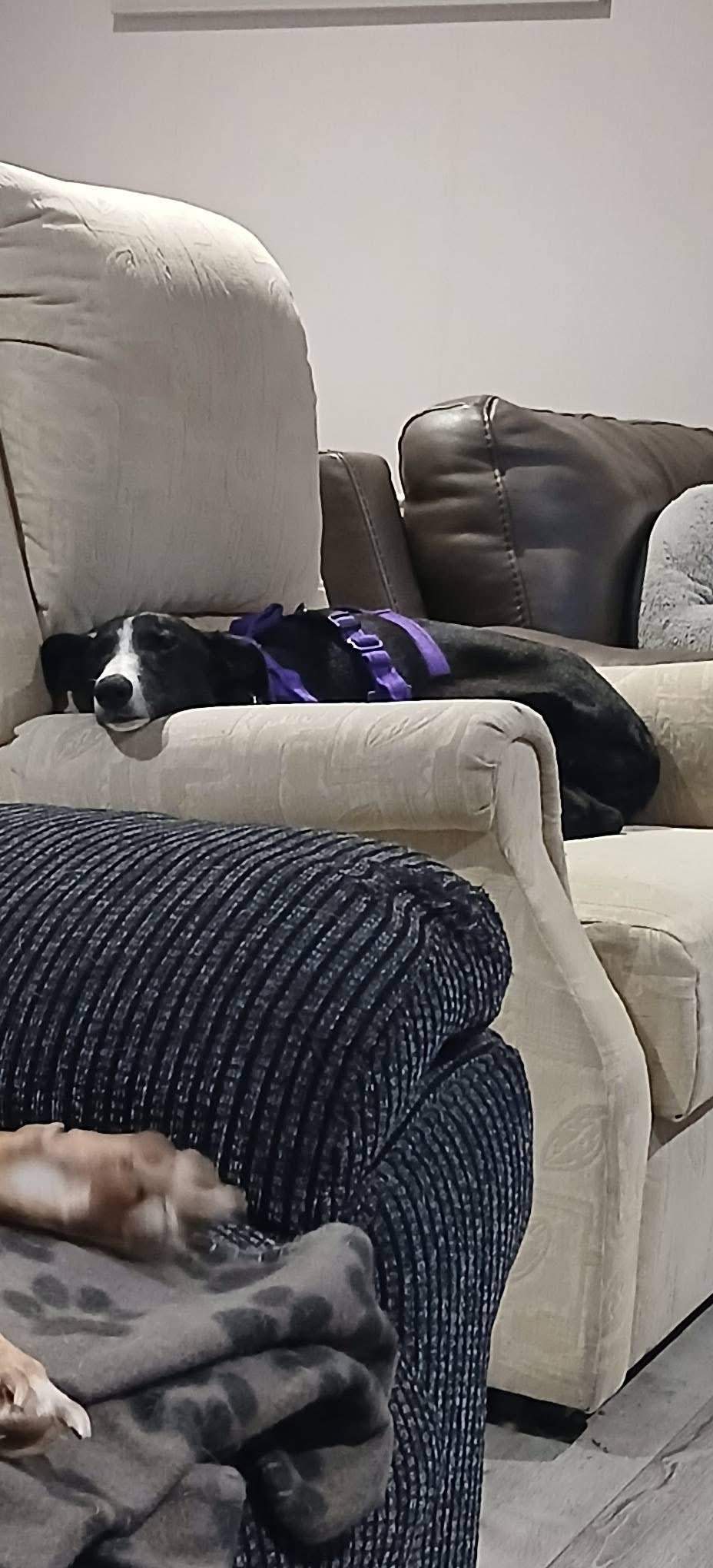 willow_1201568452183441