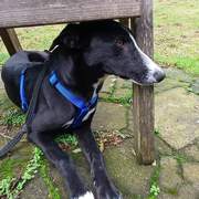 willow_1201568465516773