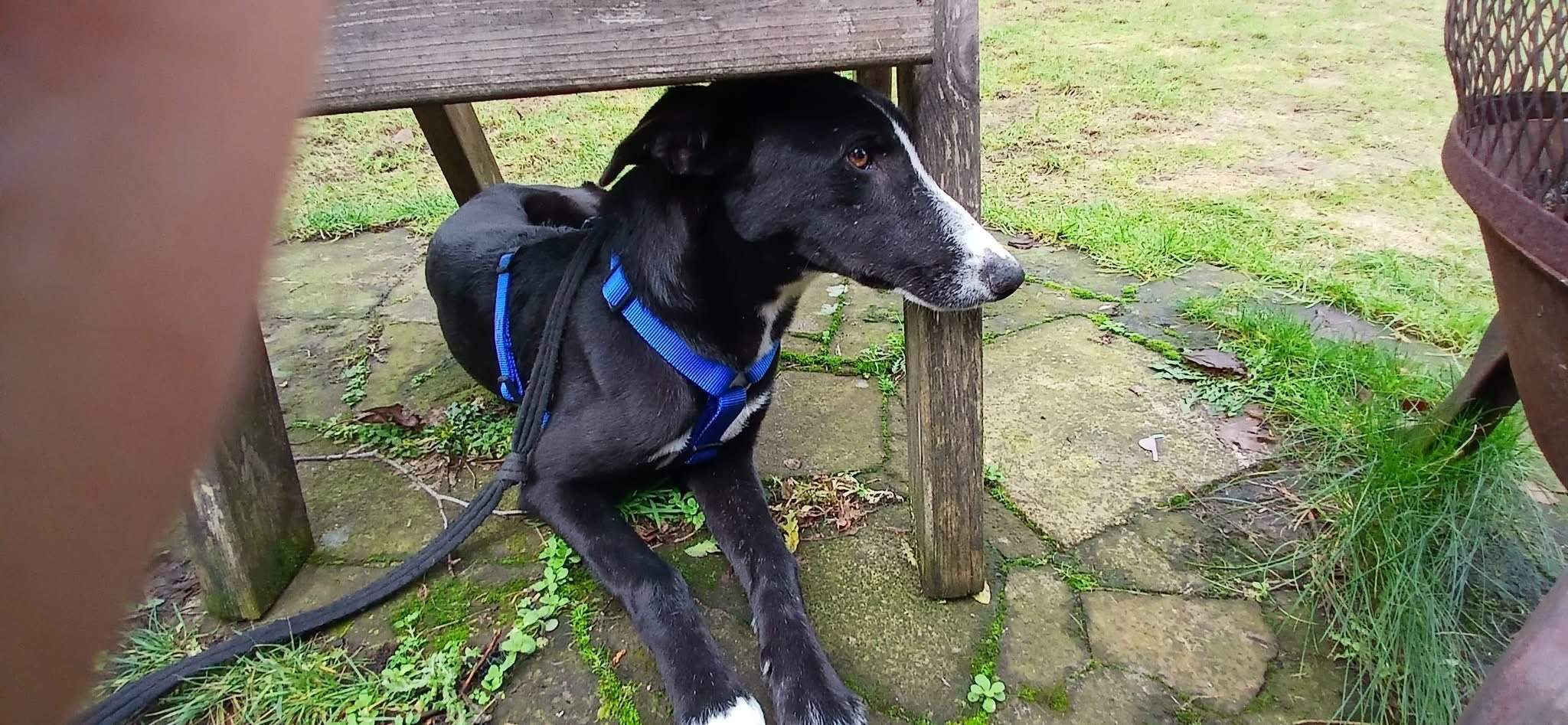 willow_1201568465516773